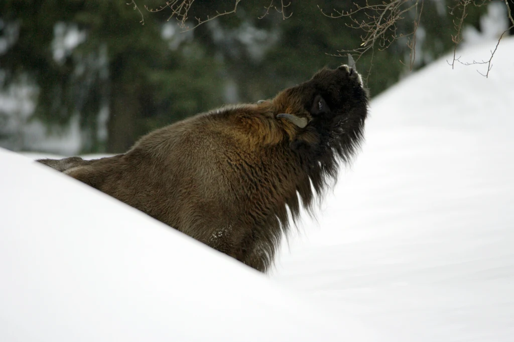 Żubr brodzący w głębokim śniegu, sięgający pyskiem do gałęzi drzewa, w tle niewyraźne drzewa leśne.