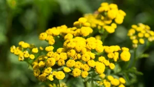 Czy wrotycz może być niebezpieczny? Ważne fakty o popularnej roślinie