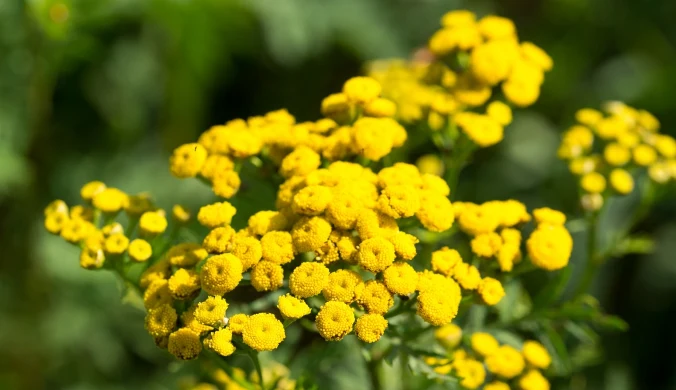 Wrotycz jest wykorzystywany w zielarstwie od średniowiecza