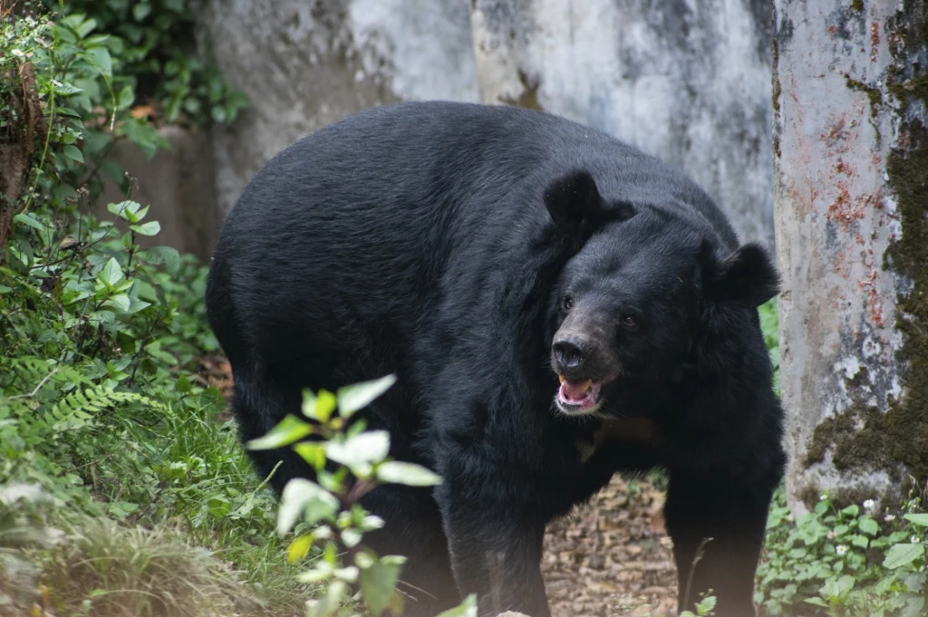 Niedźwiedź himalajski występuje na japońskiej wyspie Honsiu