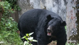 Seria ataków niedźwiedzi na ludzi. Sporo osób zostało rannych