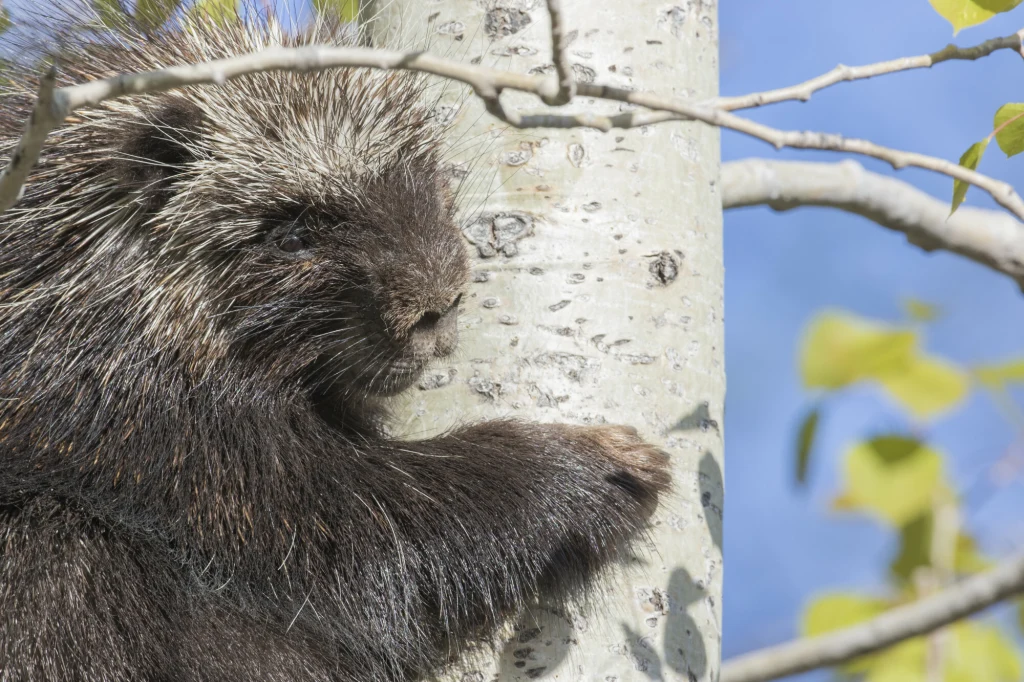 Urson zwany igłozwierzem zamieszkuje lasy Ameryki Północnej