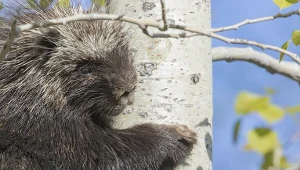 Kompletnie nieoczekiwane narodziny w Polsce. Dziwne - o tej porze?