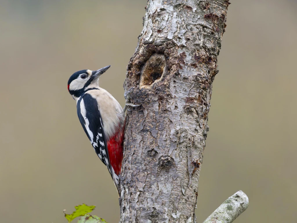 Dzięcioł duży przy drzewie, skupiony na pniu z naturalną dziuplą. Ptaka wyróżnia czarno-białe upierzenie z czerwonym akcentem pod ogonem.