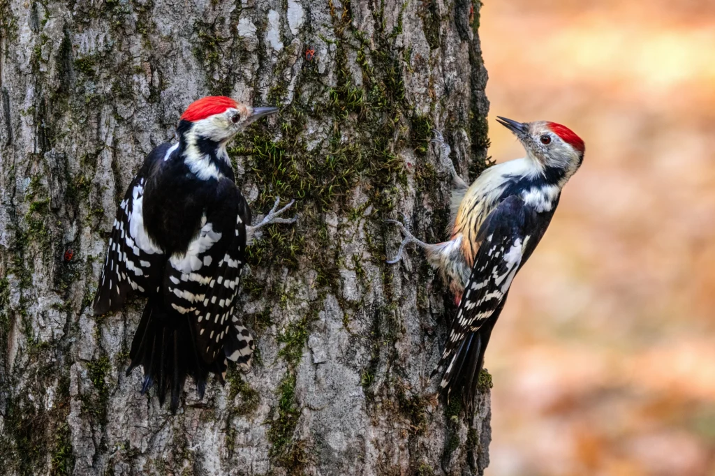Dzięcioły okazują się stosować techniki znane tenisistom