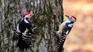 Dzięcioły zachowują się jak gwiazdy tenisa. Przedziwna sprawa. Po co im to?