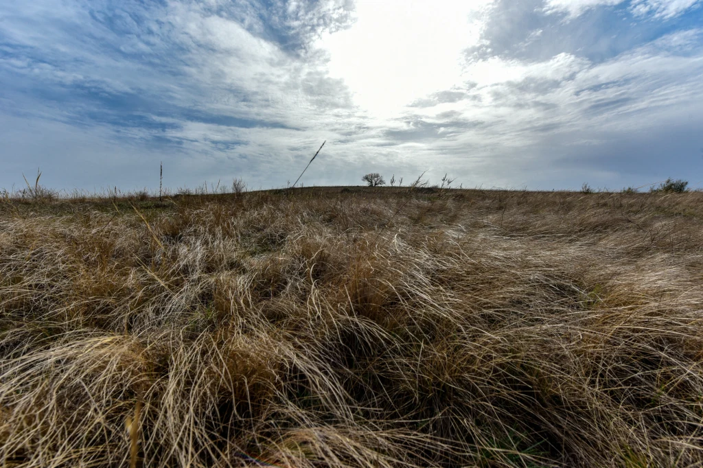 Rozległe, suche trawy na otwartym polu, nisko zawieszone chmury na niebie i przebijające się słońce, pojedyncze gałęzie oraz niewielkie drzewo w oddali.