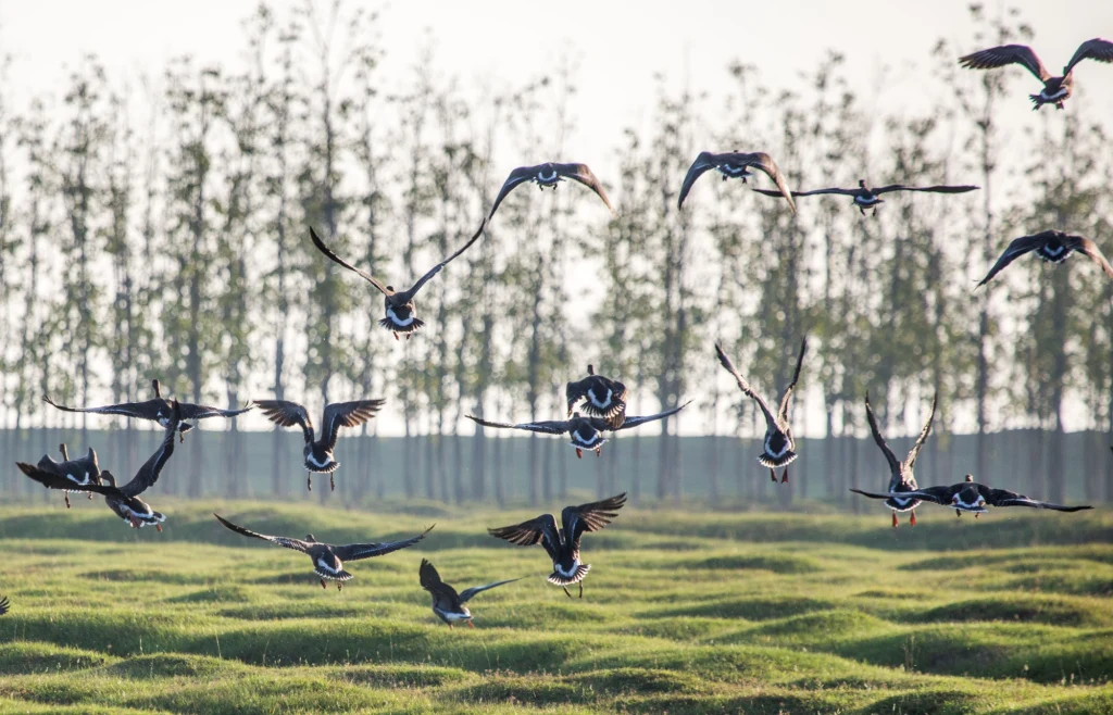 Zimą duże stada gęsi migrują w poszukiwaniu siedlisk i żeru