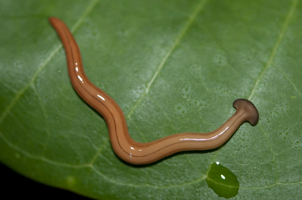 Drapieżna płaziniec Bipalium kewense pochodzi prawdopodobnie z Azji Południowo-Wschodniej Drapieżna płaziniec Bipalium kewense pochodzi prawdopodobnie z Azji Południowo-Wschodniej