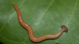 Alarm w sprawie drapieżnego robaka. "Nie kroić go, bo tak powstaną dwa"