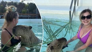 Spędziła dzień z kapibarami. "Kładą łapki na kolanach lub szturchają nosem"