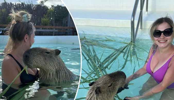 Polki pływały z kapibarami w basenie. Zdradziły, czego można się spodziewać
