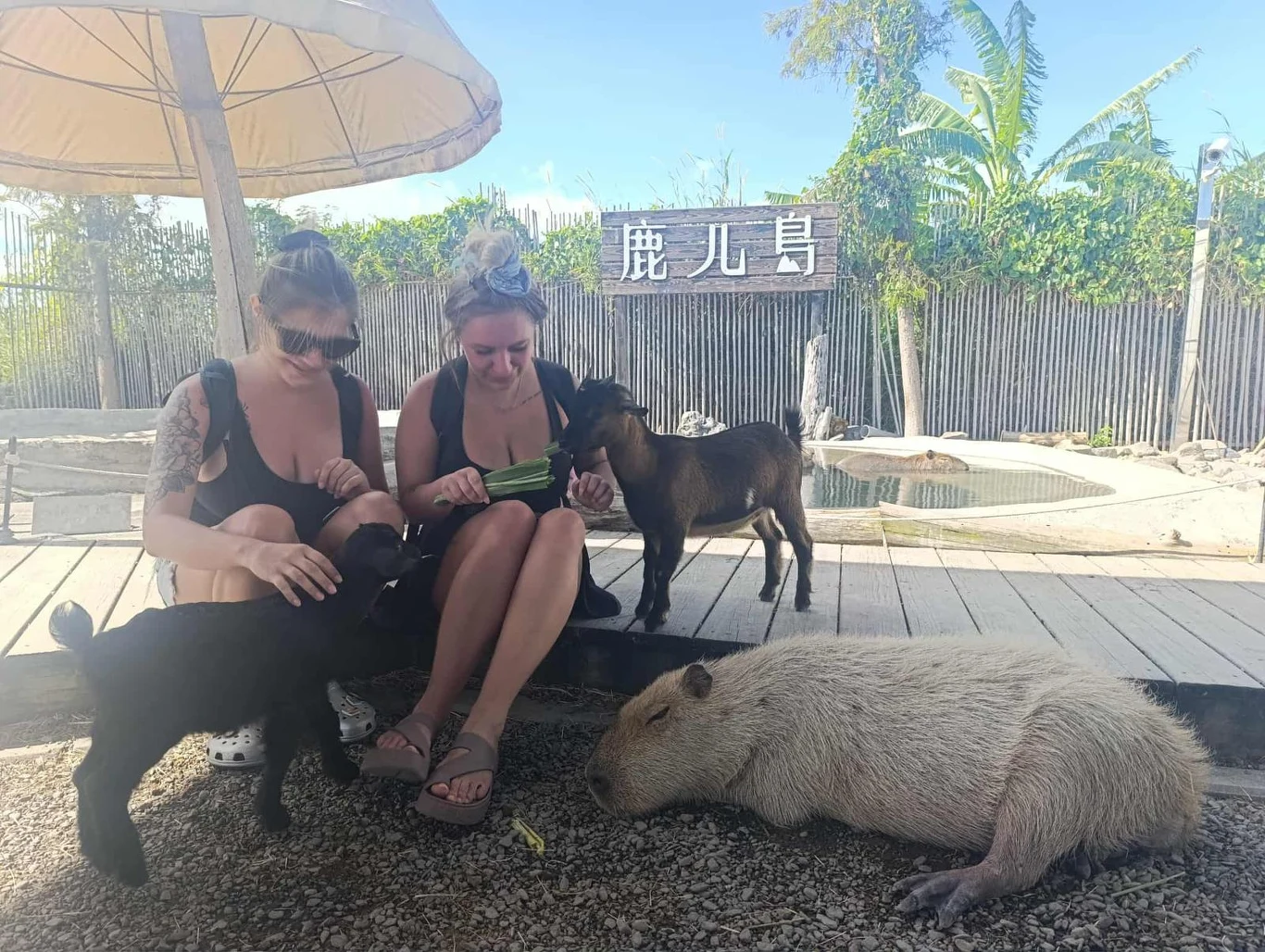 Dwie kobiety siedzące na żwirowym podłożu pod parasolem karmią kozy i bawią się ze zwierzętami. W pobliżu odpoczywa kapibara. W tle widoczne są rośliny, ogrodzenie oraz tablica z napisami.