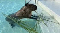 Kapibara stojąca w wodzie basenu, gryząca długie zielone łodygi trawy w pobliżu schodów.