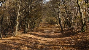 Nazywają to miejsce rumuńskim Trójkątem Bermudzkim. Krążą o nim legendy