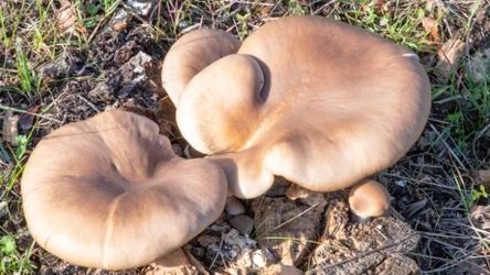 Boczniak ostrygowaty to jadalny grzyb zimowy, który zachwyca smakiem