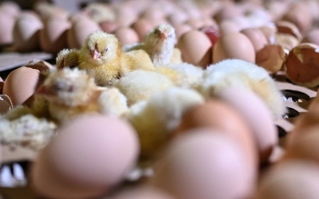 Nowo wyklute pisklęta pośród jaj i skorup, wszystkie skupione na tle wylęgarni, wyraźnie widoczna świeżość i delikatność małych ptaków.