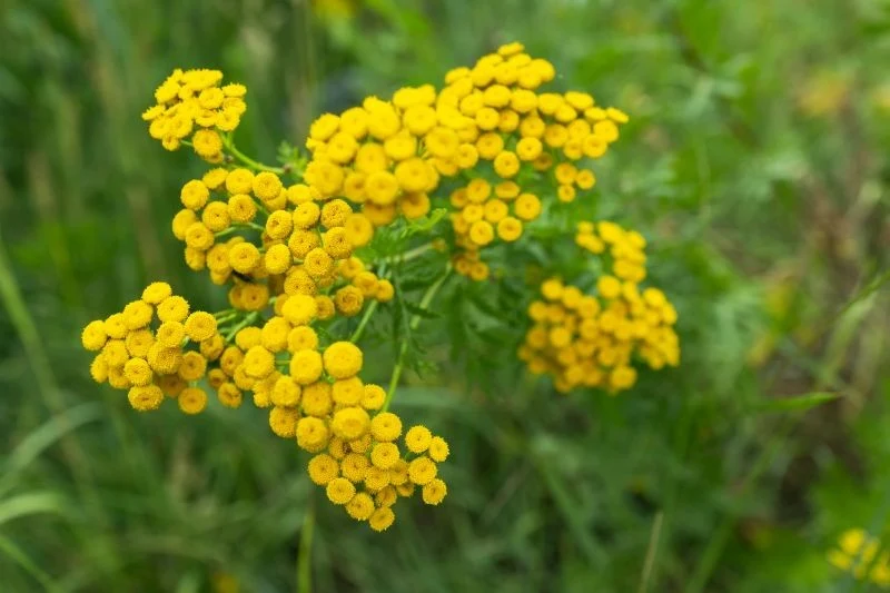 Jak wygląda wrotycz pospolity