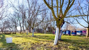 Rozsypywanie ziemi okrzemkowej wokół pni drzew lub w rzędach krzewów owocowych poprawia strukturę gleby.