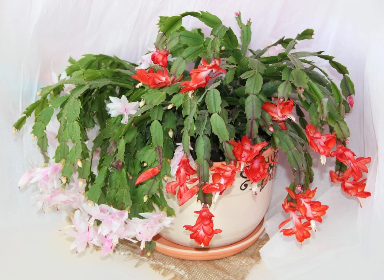 Ziemia grudnika powinna być stale wilgotna, dlatego warto dodać do niej perlit