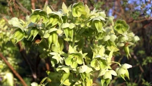 Najłatwiejszy w uprawie ciemiernik. Odpychający tylko z nazwy, kwitnie od lutego