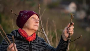 Jakich roślin nie wolno przycinać w listopadzie, bo będą słabo kwitnąć?