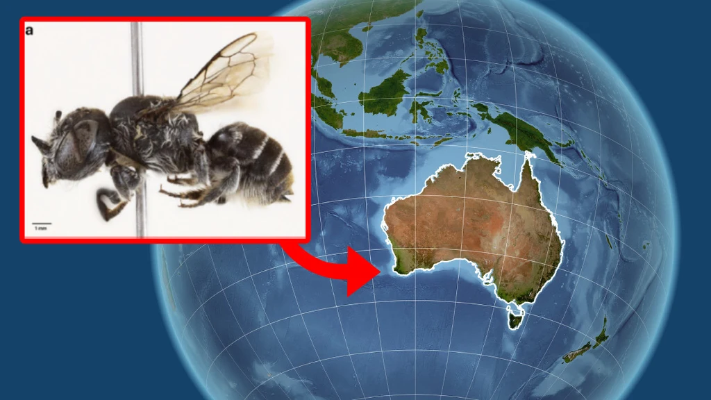 Megachile lucifer to wyjątkowa pszczoła, którą odkryto tylko w jednym regionie Australii. Jedynie jej samice mają rogi