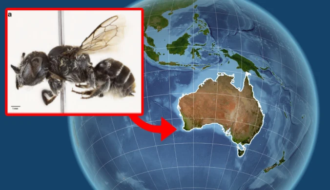 Pszczoła z diabelskimi rogami. Niezwykłe odkrycie w Australii