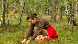 Grzybki niczym postaci z Muminków. Nie uwierzysz, co potrafią po zmroku