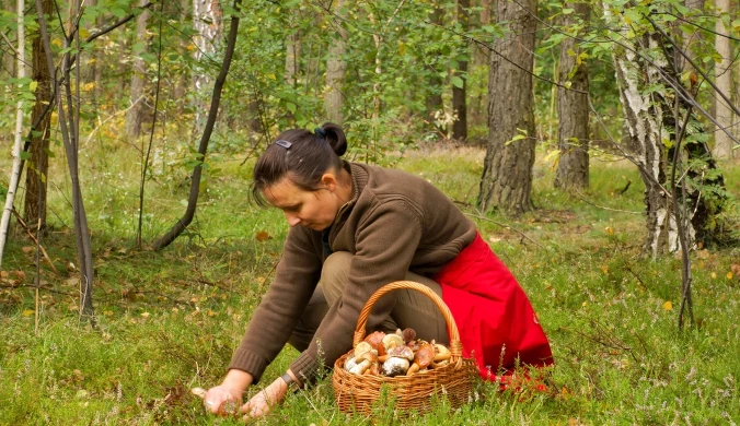 Spotkasz je w polskim lesie i nie uwierzysz, że to grzyby. Wyglądają jak z innego świata