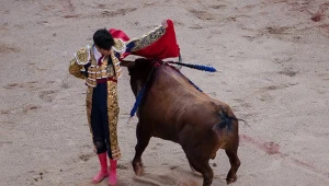 Korrida będzie wpisana na listę UNESCO? "Takiego konsensusu nie ma"