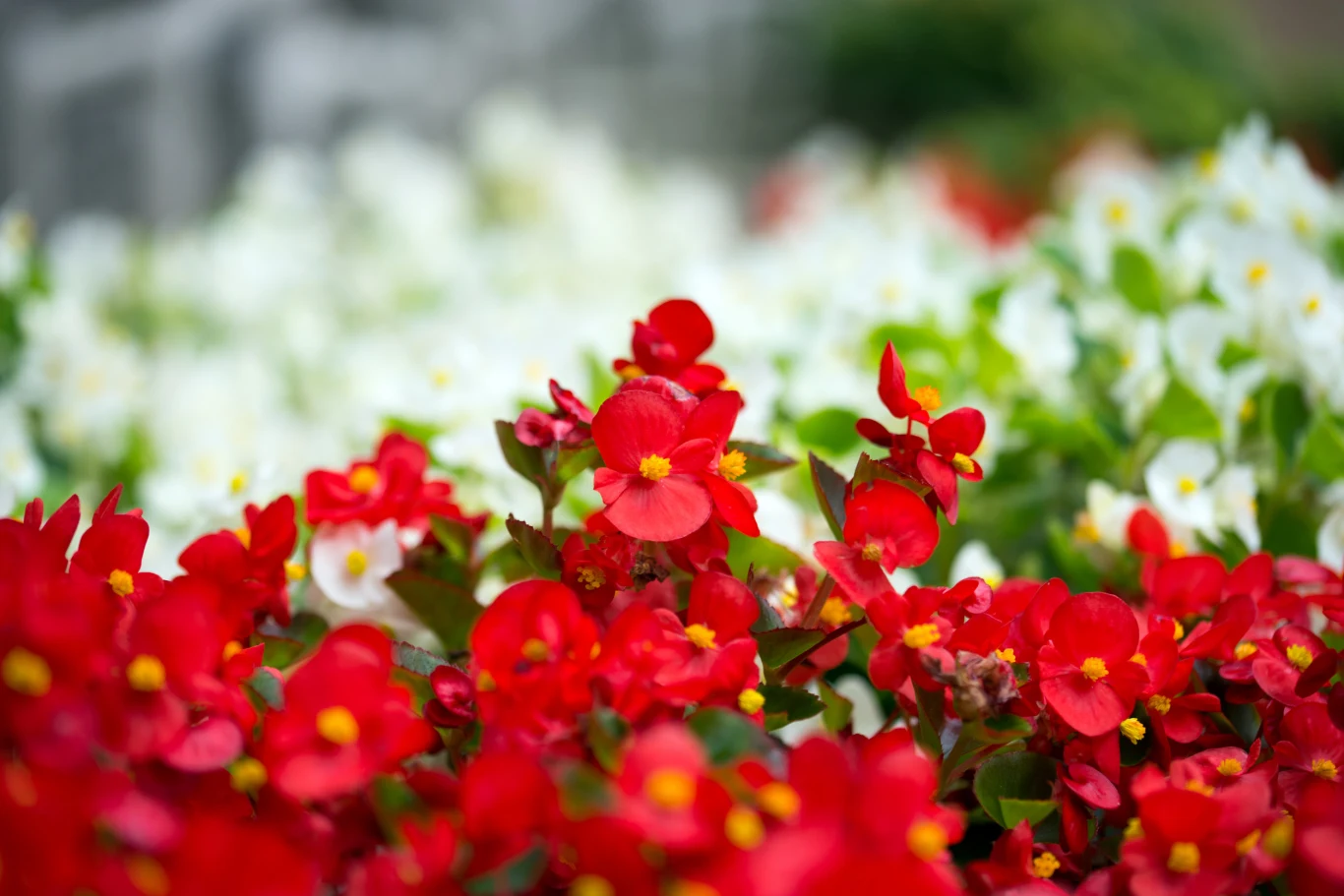 Begonia. Fot. mariok/123RF.com