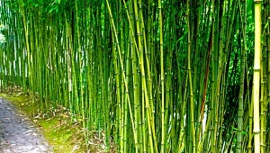 Bambus. Fot. wlad74/123RF.com