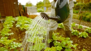 Błędy uprawy warzyw. Fot. smithpics/123RF.com