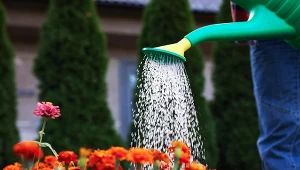 Błędy uprawy kwiatów. Fot. liudmilachernetska/123RF.com