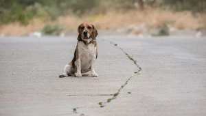 Strażnik graniczny przejechał psa. Nie przyznał się do winy. Jest wyrok