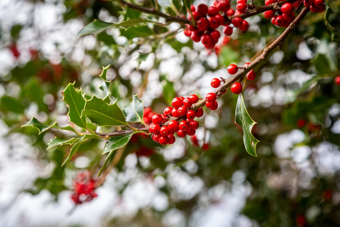Jak uprawiać ostrokrzew kolczasty, aby świetnie się prezentował na święta? Jak uprawiać ostrokrzew kolczasty, aby świetnie się prezentował na święta?