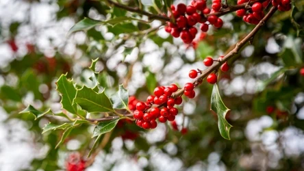 Jak uprawiać ostrokrzew kolczasty, aby świetnie się prezentował na święta?