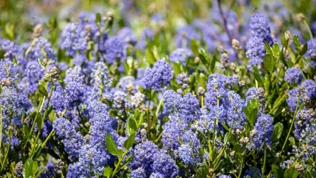 Prusznik niebieski robi konkurencję hortensjom. 