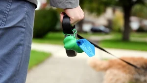 Chodzą ze smyczami bez psów. Nowe, dziwaczne hobby budzi zdumienie