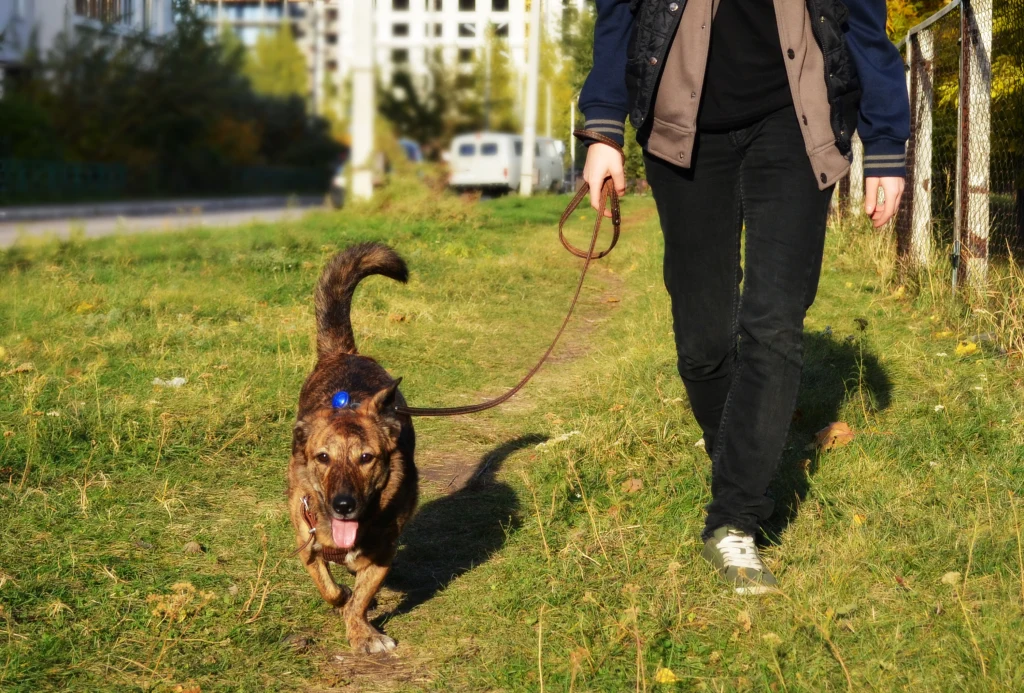 Spacerujący pies na smyczy prowadzony przez osobę ubraną w ciemne spodnie i kurtkę, piaszczysta ścieżka wśród zieleni, w tle rozmyte budynki i zaparkowane auta.