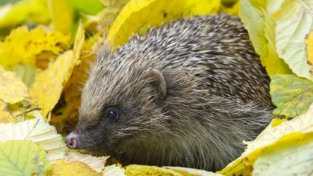Jak i kiedy pomagać jeżom? O tych zasadach powinien wiedzieć każdy