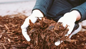 Ogrodnicy dopiero poznają ten patent. Ściółkowanie przynosi lepsze efekty