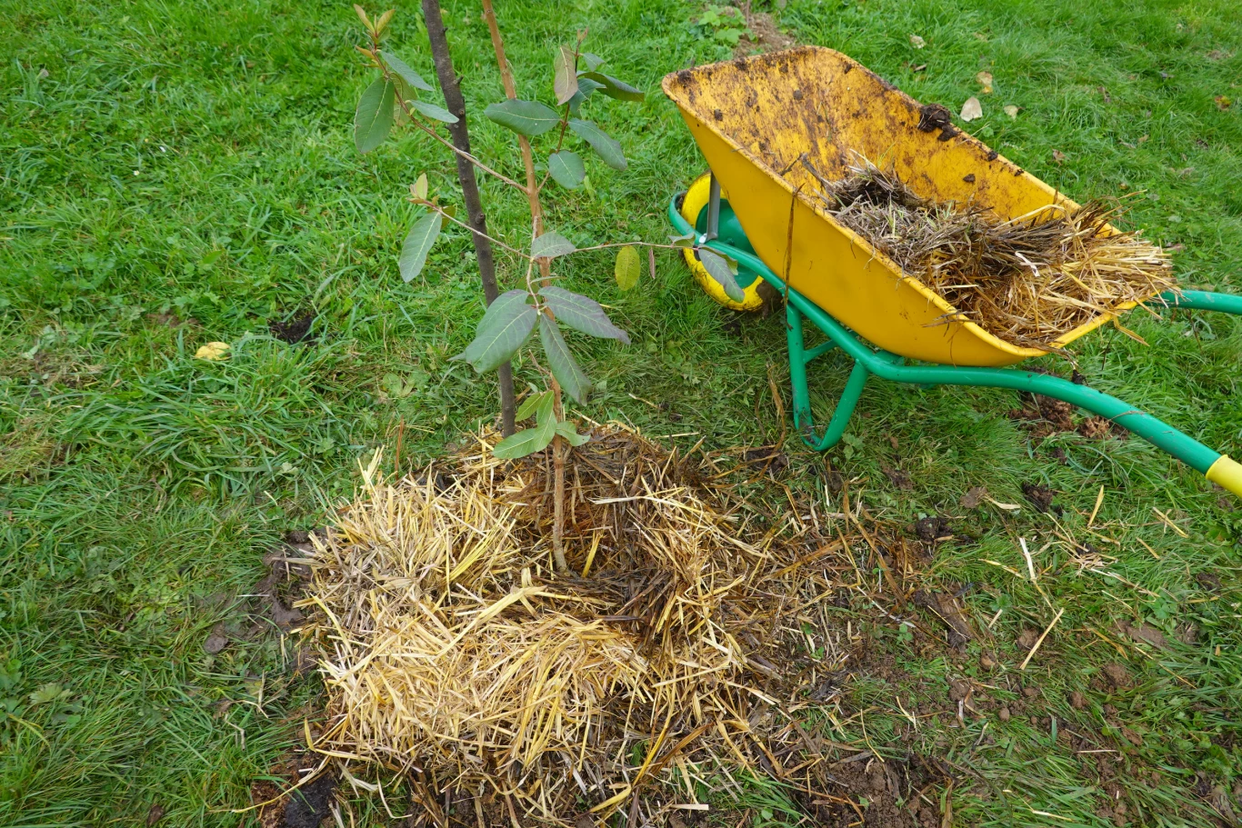 Ściółkowanie gleby to jeden z najważniejszych zabiegów chroniących rośliny Młode drzewko otoczone warstwą słomy, obok żółta taczka z resztkami słomy i ziemi, całość na zielonej trawie.