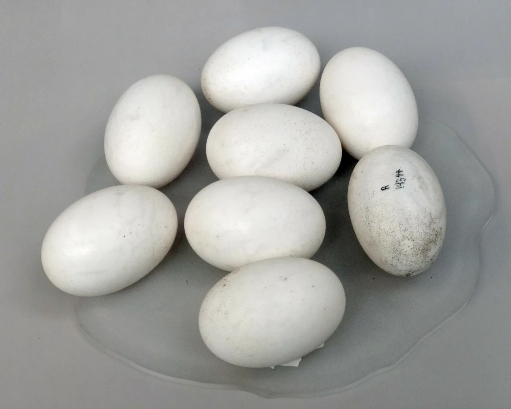 W Australii znaleziono skorupki jaj krokodyli sprzed 55 mln lat, które chodziły po drzewach