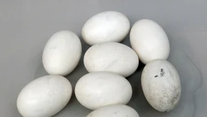 Krokodyle spadały z drzew na ofiary. Znaleziono skorupy ich jaj