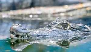 Przełomowe odkrycie naukowców. Gatunek wymarł 55 mln lat temu