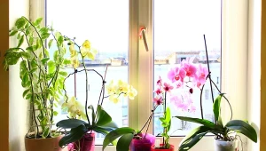 Robisz to ze storczykiem w listopadzie? Nie dziw się, że nie kwitnie 