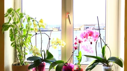 Jak dbać o storczyki? Tak będą kwitły nawet zimą