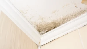 Zapomnij o pleśni w mieszkaniu. Tak szybko pozbędziesz się wilgoci 